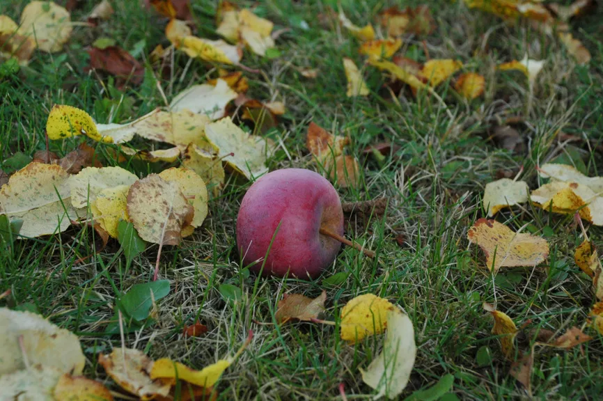 Ābolu balle Likteņdārzā
