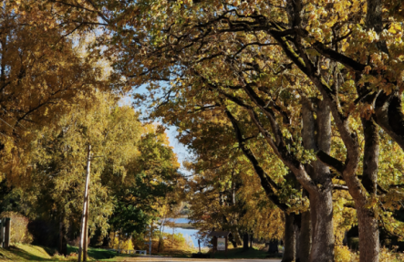 Zelta rudens Kokneses parkā