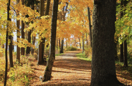 Zelta rudens Kokneses parkā