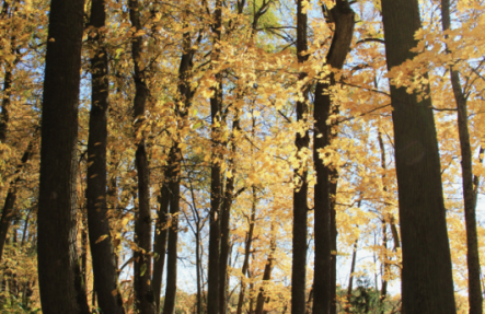 Zelta rudens Kokneses parkā