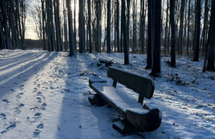 Kokneses parks janvāra salā